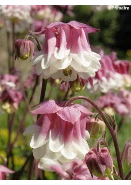 5 Adet Pink Petticoat Columbine Tohumu