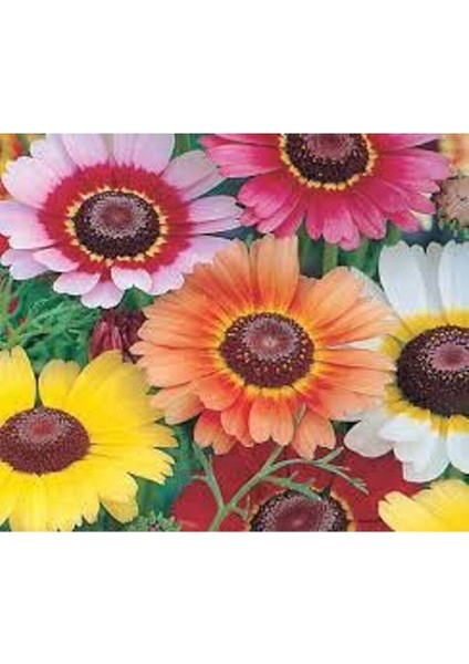 10 Adet Painted Daisy Tohumu