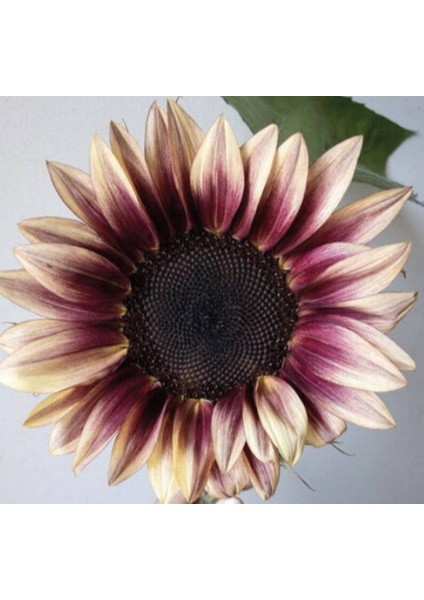 10 Adet Procut Plum Sunflower Tohumu