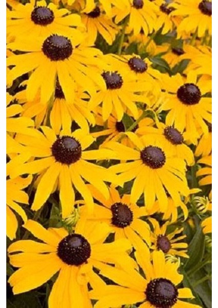 20 Adet Black Eyed Susan Tohumu
