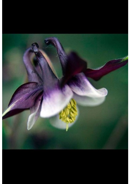 5 Adet Deep Purple Columbine, William Guinness Tohumu