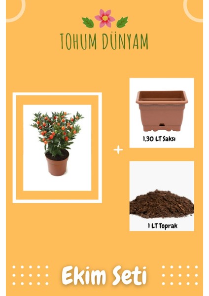 Cherry Saksılık Domates Tohumu Ekim Seti