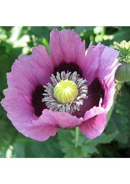 10 Adet Hungarian Blue Breadseed Poppy Tohumu