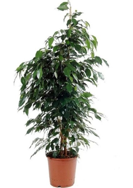 "" Benjamin Ficus Benjamina 100 cm Yerli Ev Bitkisi Salon Ofis Bitkisi