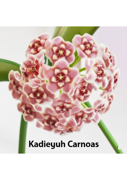 Pembe Kadife Yıldızı Hoya Carnosa Mum Çiçeği Fidanı fiyatları