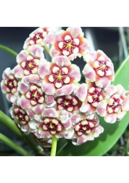Pembe Kadife Yıldızı Hoya Carnosa Mum Çiçeği Fidanı modelleri