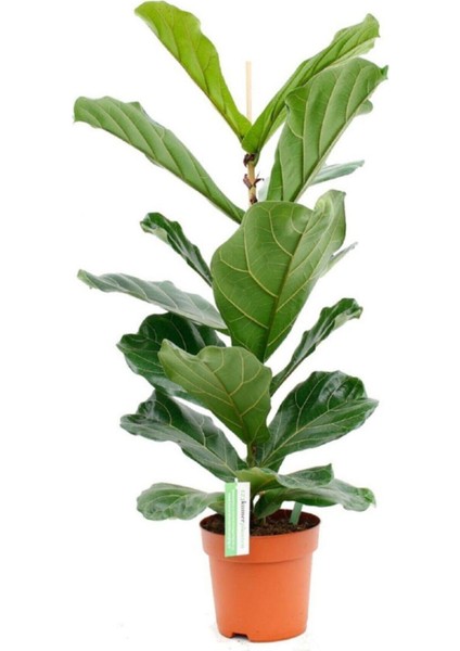 Ficus Lyrata Bambino Keman Yapraklı Kauçuk Bitkisi Ev Bitkisi Ofis Bitkisi Salon Bitkisi
