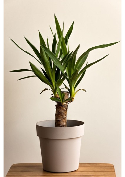 Yucca - Yuka Bitkisi Tek Gövdeli Yucca Avize Çiçeği Canlı Salon Bitkisi 50 - 60 cm
