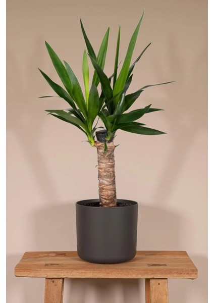 Yucca - Yuka Bitkisi Tek Gövdeli Yucca Avize Çiçeği Canlı Salon Bitkisi 50 - 60 cm fiyatları