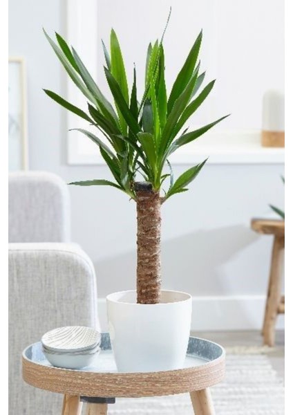 Yucca - Yuka Bitkisi Tek Gövdeli Yucca Avize Çiçeği Canlı Salon Bitkisi 50 - 60 cm modelleri