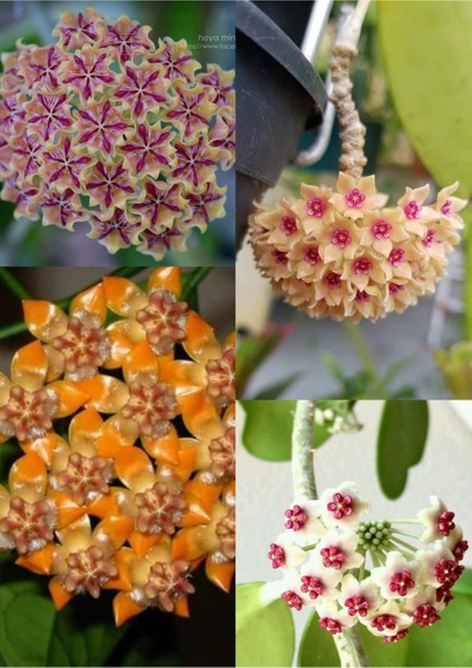 4 Çeşit Mum Çiçeği 4 Ayrı Saksıda