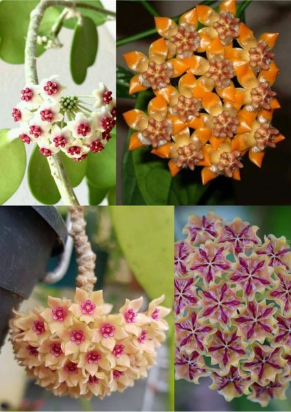 4 Çeşit Mum Çiçeği 4 Ayrı Saksıda fiyatları