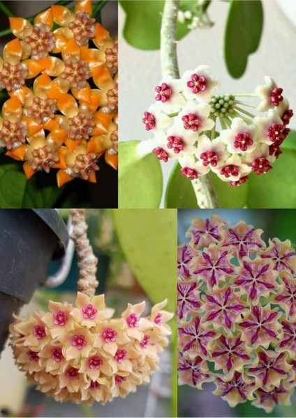 4 Çeşit Mum Çiçeği 4 Ayrı Saksıda modelleri