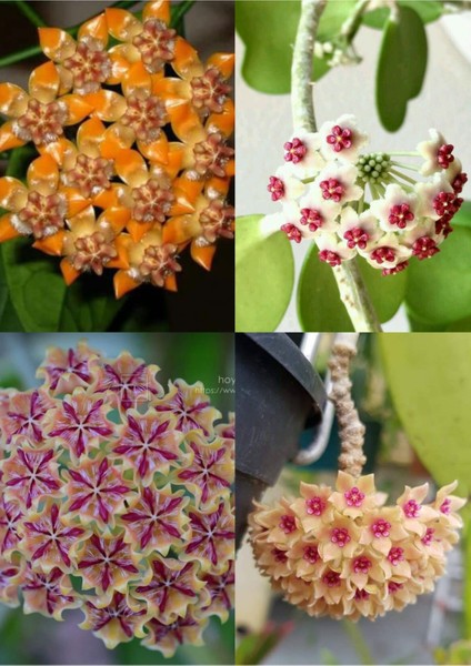 4 Çeşit Mum Çiçeği 4 Ayrı Saksıda fırsatları