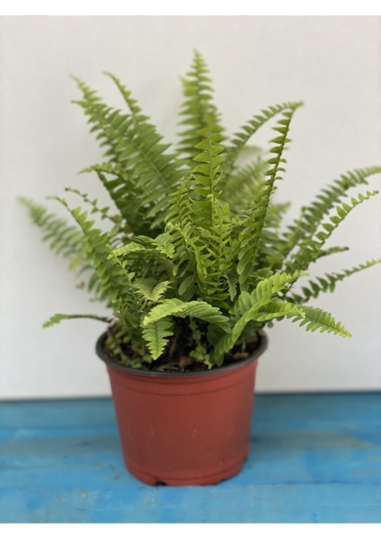 Aşk Merdiveni Fujer Nephrolepis 40-40 cm