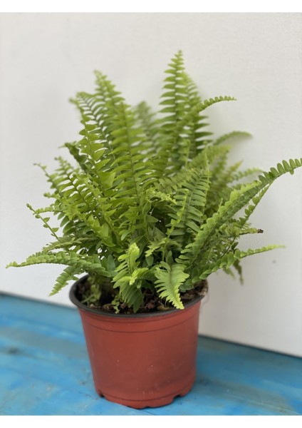 Aşk Merdiveni Fujer Nephrolepis 40-40 cm fiyatları