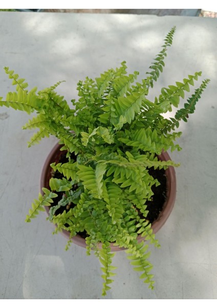 Aşk Merdiveni ( Nephrolepis ) ( 15 cm Saksıda ) 30 - 40 cm Arası