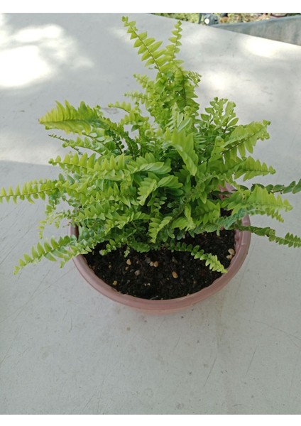 Aşk Merdiveni ( Nephrolepis ) ( 15 cm Saksıda ) 30 - 40 cm Arası fiyatları