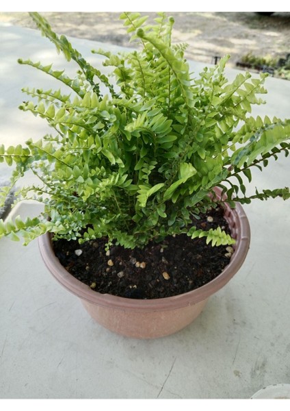 Aşk Merdiveni ( Nephrolepis ) ( 15 cm Saksıda ) 30 - 40 cm Arası modelleri