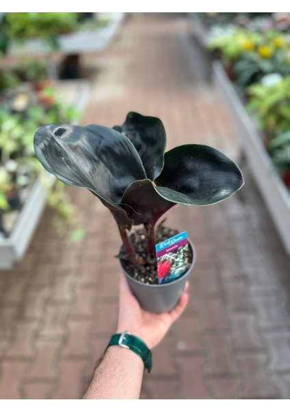 Geogenanthus 'Midnight Pearl' modelleri
