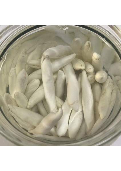 Organik Doğal Kenger Sakızı Tane fiyatları