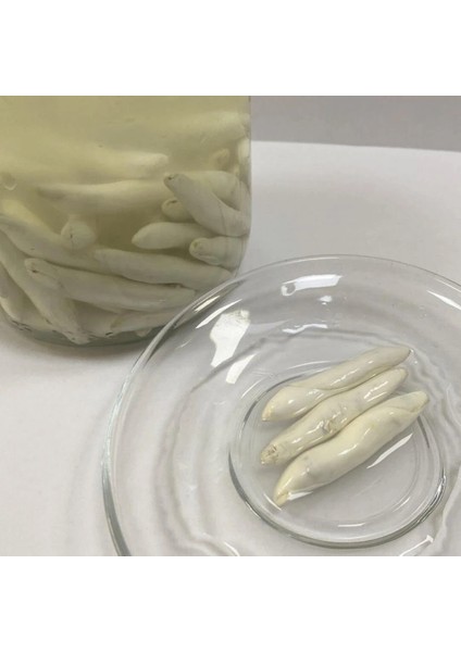 Organik Doğal Kenger Sakızı Tane modelleri