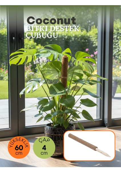 Coconut Bitki Çubuğu- 60CM