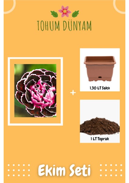 Karanfil Siyah Çiçeği Tohumu Ekim Seti