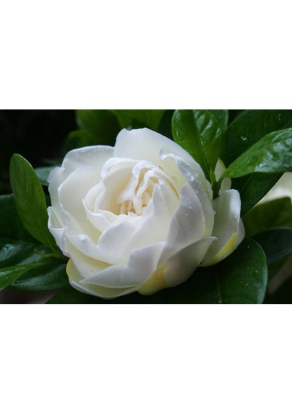 10 Adet Gardenia Jasminoides Tohumu