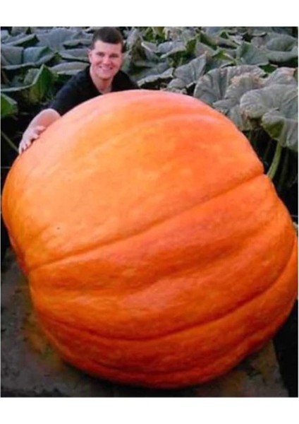 Eko Paket 20 Adet Tohum Atlantik Giant Dev Kabak Tohumu