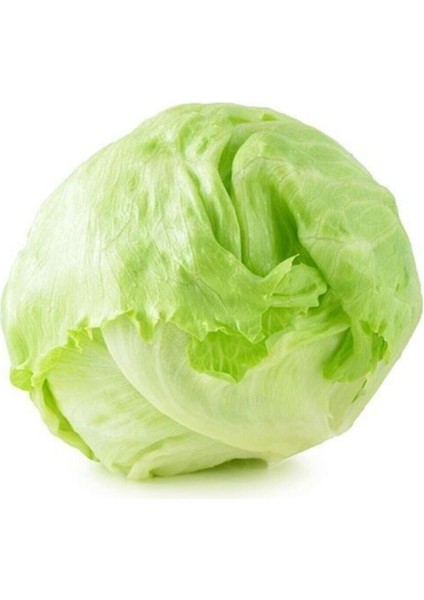 Göbekli Iceberk Marul Tohumu 200 Adet Tohum Iceberc