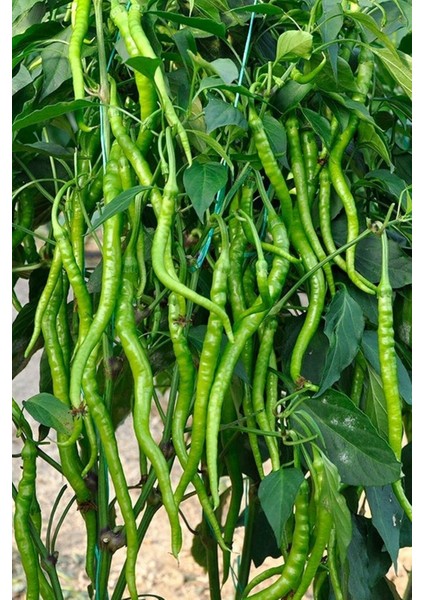 Sivri Acı Kıl Biber Tohumu / 5+ Adet Biber Tohumu