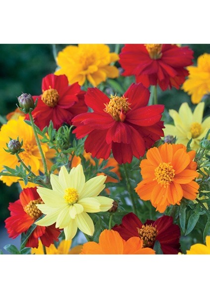 Cosmos 'brightness Mixed' Çiçek Tohumu