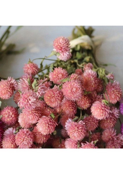 Somon Rengi Medine Çiçeği (Hanım Düğmesi) Çiçek Tohumu 10 15 Adet