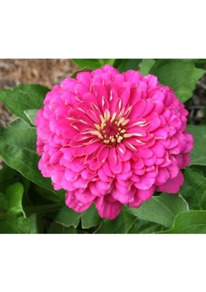 10 Adet Mor Renkli Kirli Hanım Çiçeği Tohumu