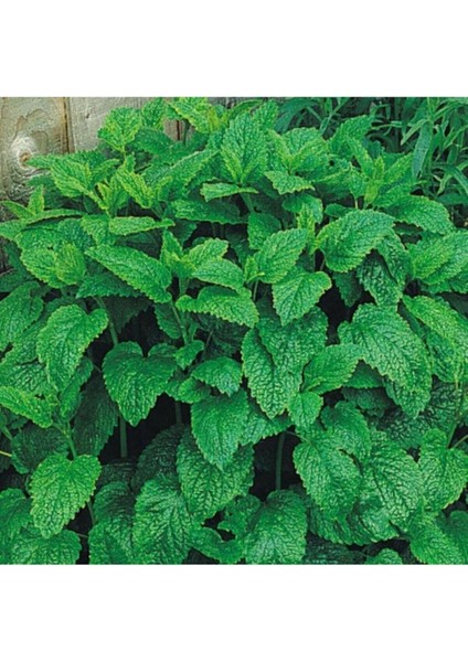 Melissa Oğul Otu Tohumu