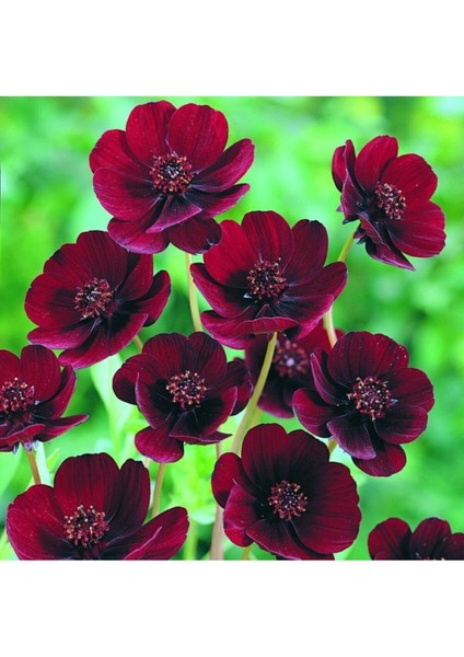 10 Adet Çikolata Kozmos Çiçeği Tohumu