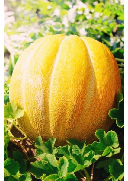 On Dilim Çorum Kavunu Tohumu / 20+ Adet Tohum