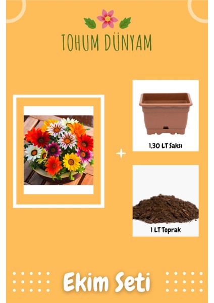 Karışık Renkli Koyun Gözü Çiçeği Tohumu Ekim Seti