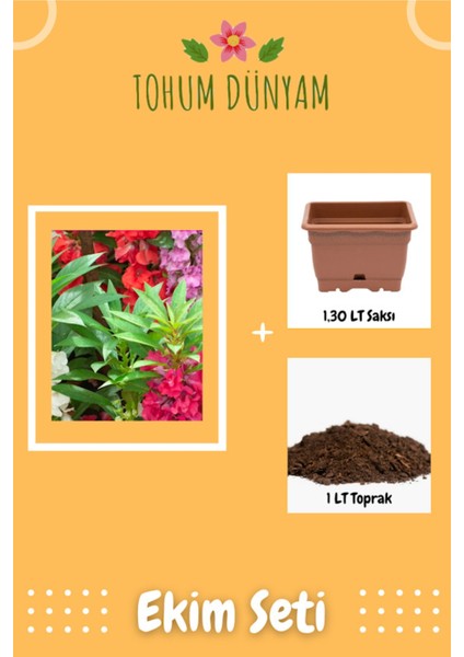 Kına Çiçeği Çiçek Tohumu Ekim Seti