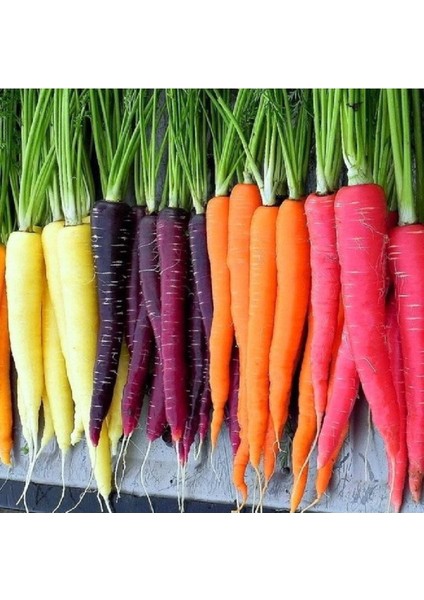 100 Adet Five Color Rainbow Havuç Tohumu