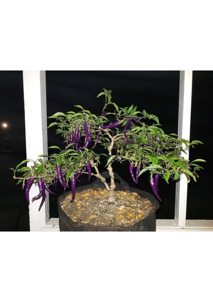 20 Adet Buena Mulata Purple Hot Biber Tohumu