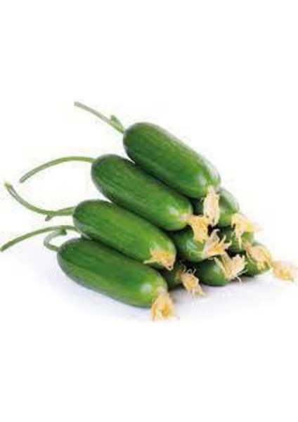 Badem Salatalık Köy Salatalığı Tohumu 50 Adet