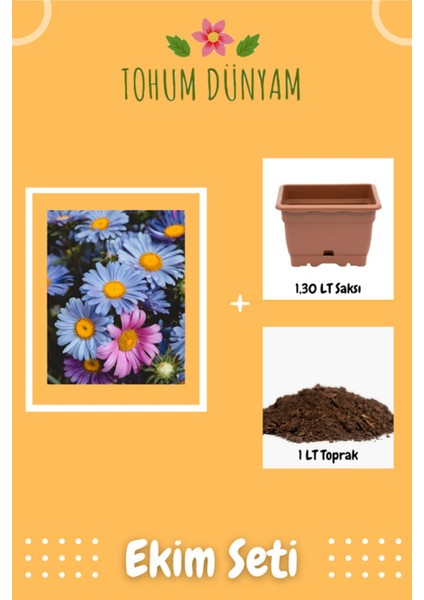 Bebe Mavisi Papatya Tohumu Ekim Seti