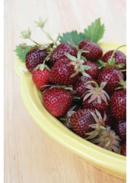 Tatlı Kırmızı Çilek Tohumu 30 Adet