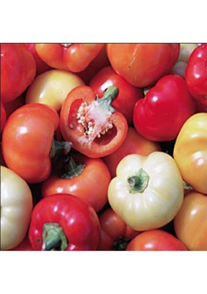 20 Adet Paprika Çok Renkli Biber Tohumu