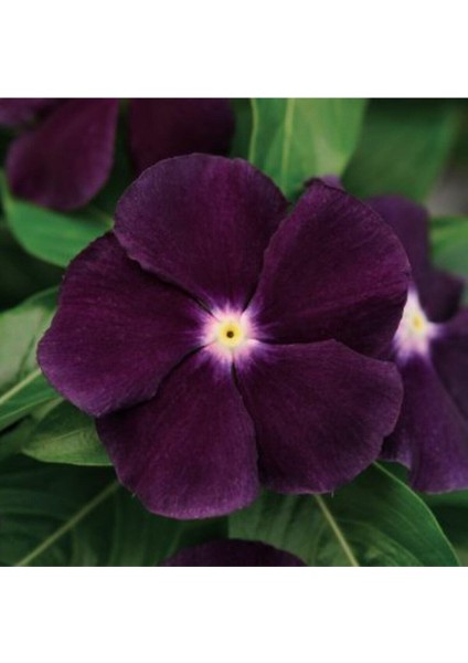 10 Adet Mor Renkli Cezayir Menekşesi Çiçek Tohumu