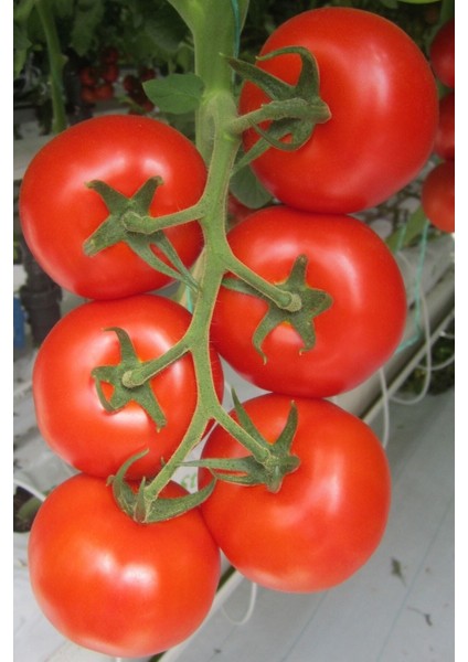 Beşdeli Salkım Domatesi Tohumu / 10+ Adet Tohum