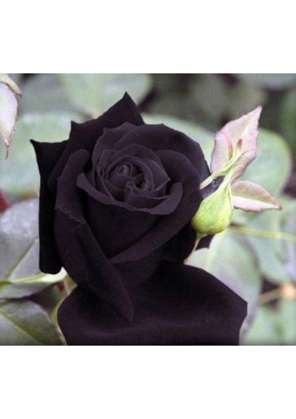 5 Adet Kara Gül Tohumu