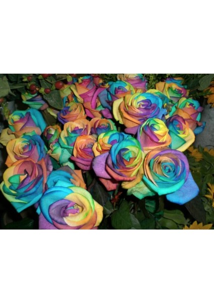 10 Adet Gökkuşağı Gül Tohumu